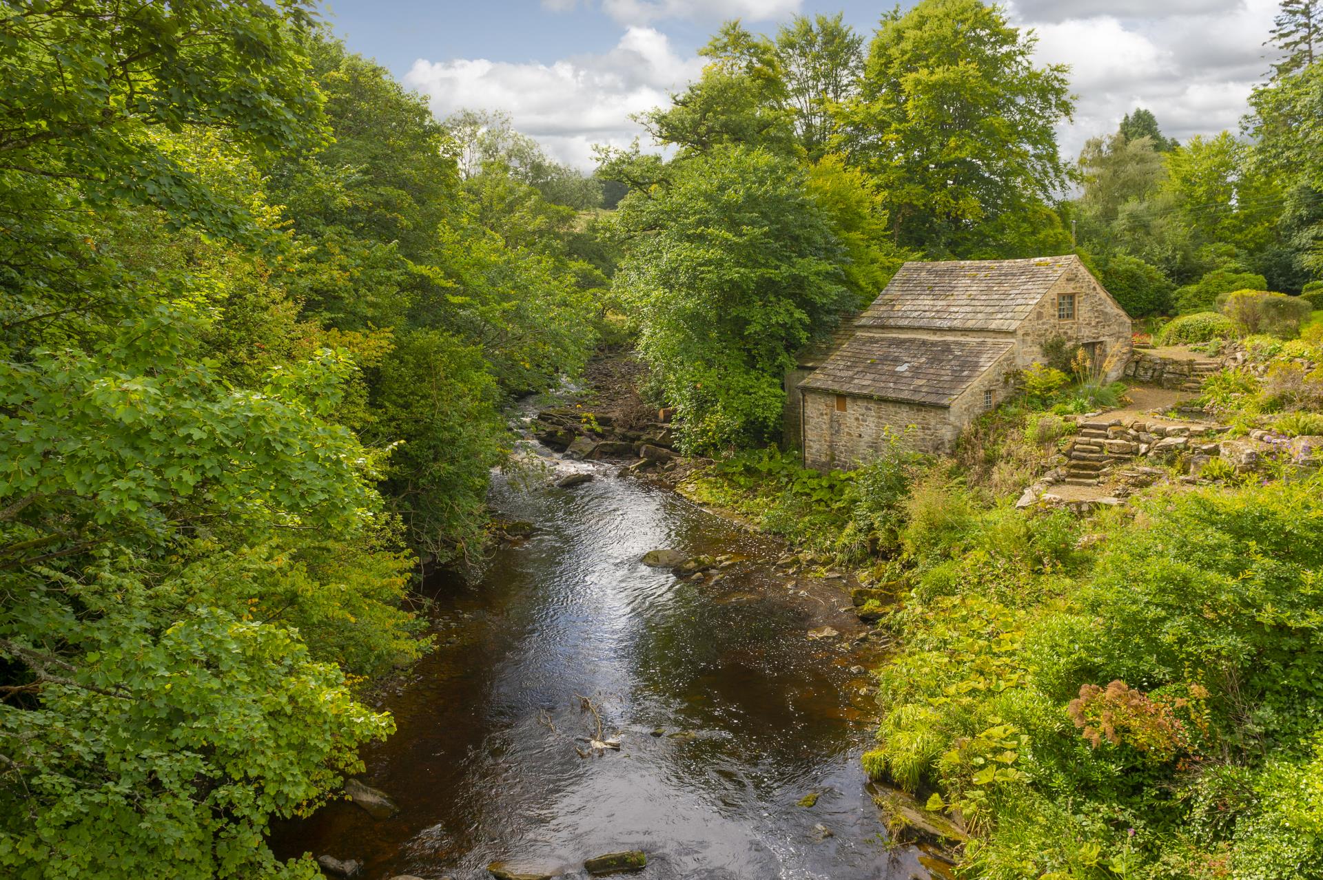 a stream running through a forest