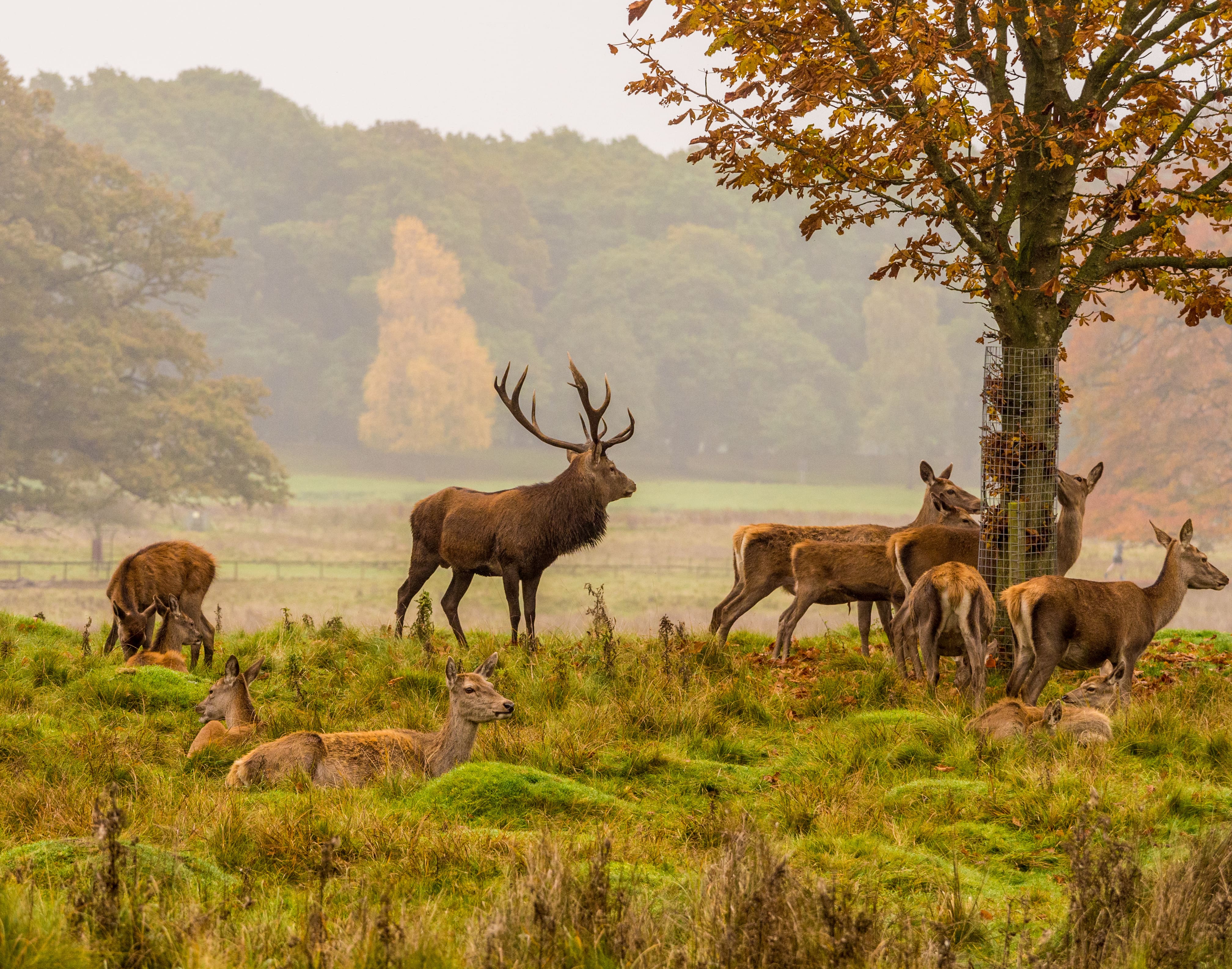 a group of deer in a field
