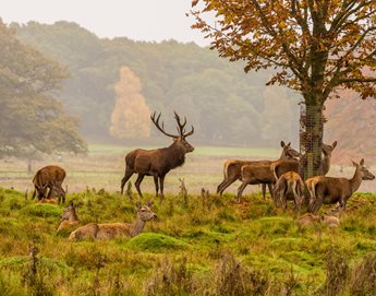 a group of deer in a field