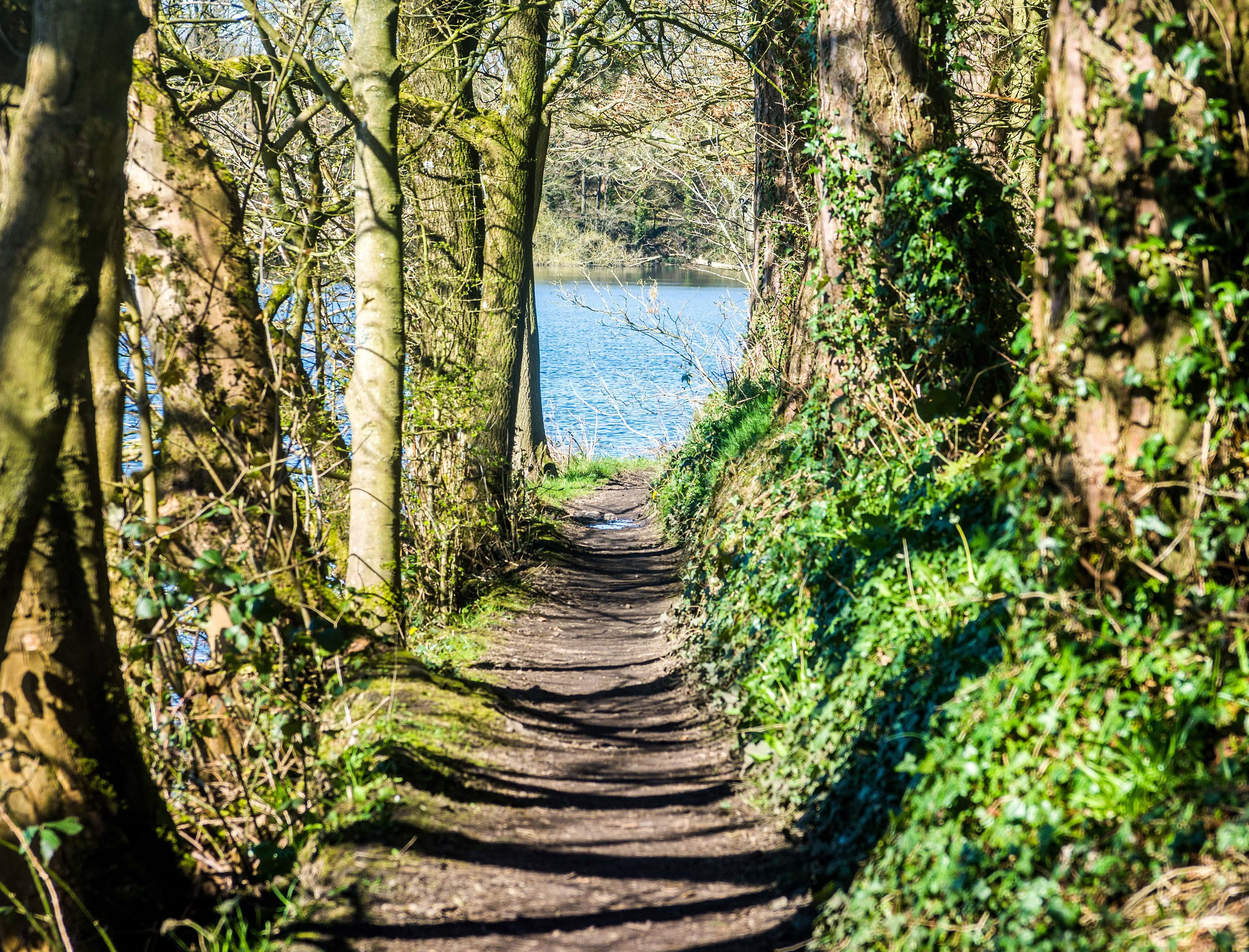 a path through a forest