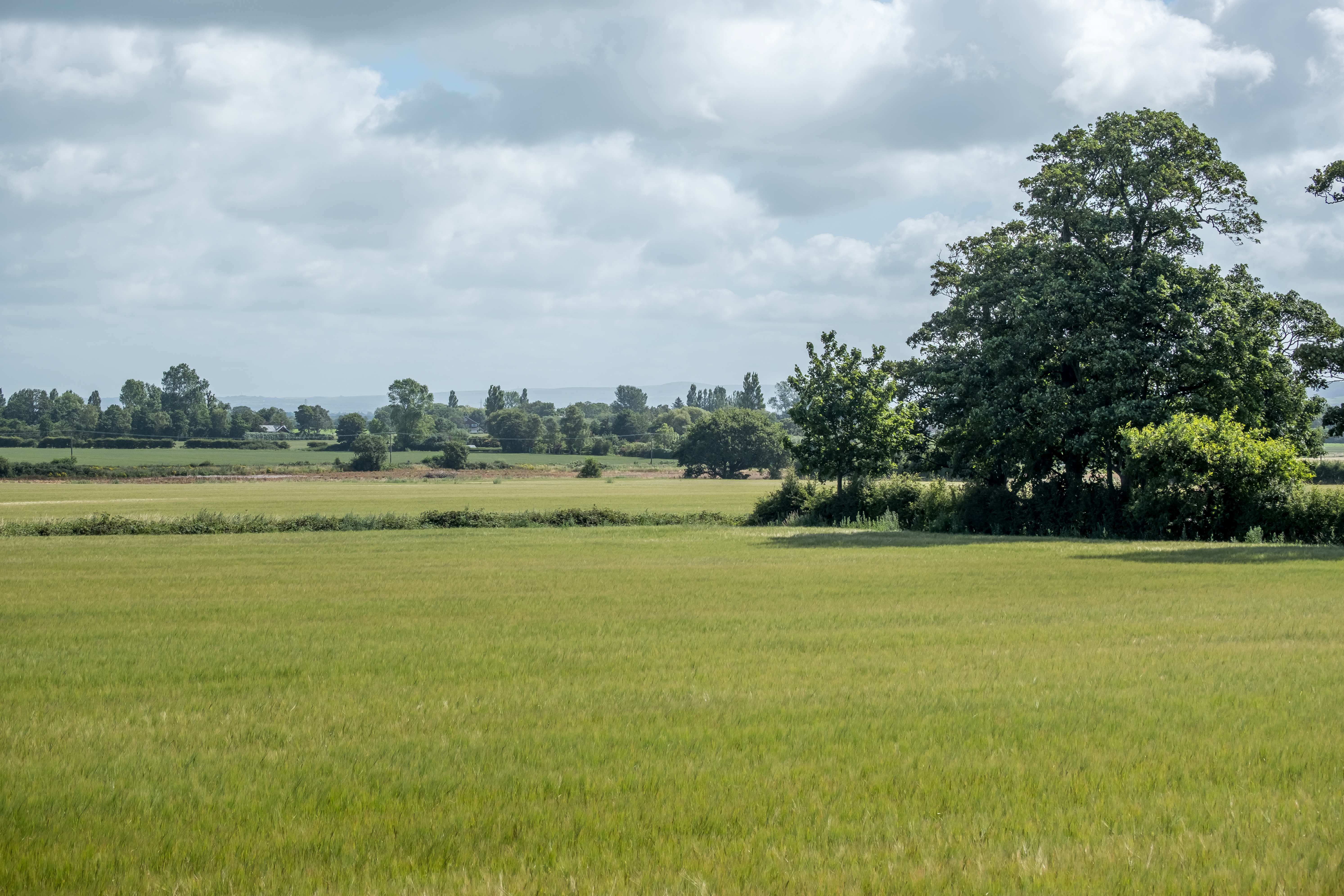A farmers wheat field in Burscough, West Lancashire.