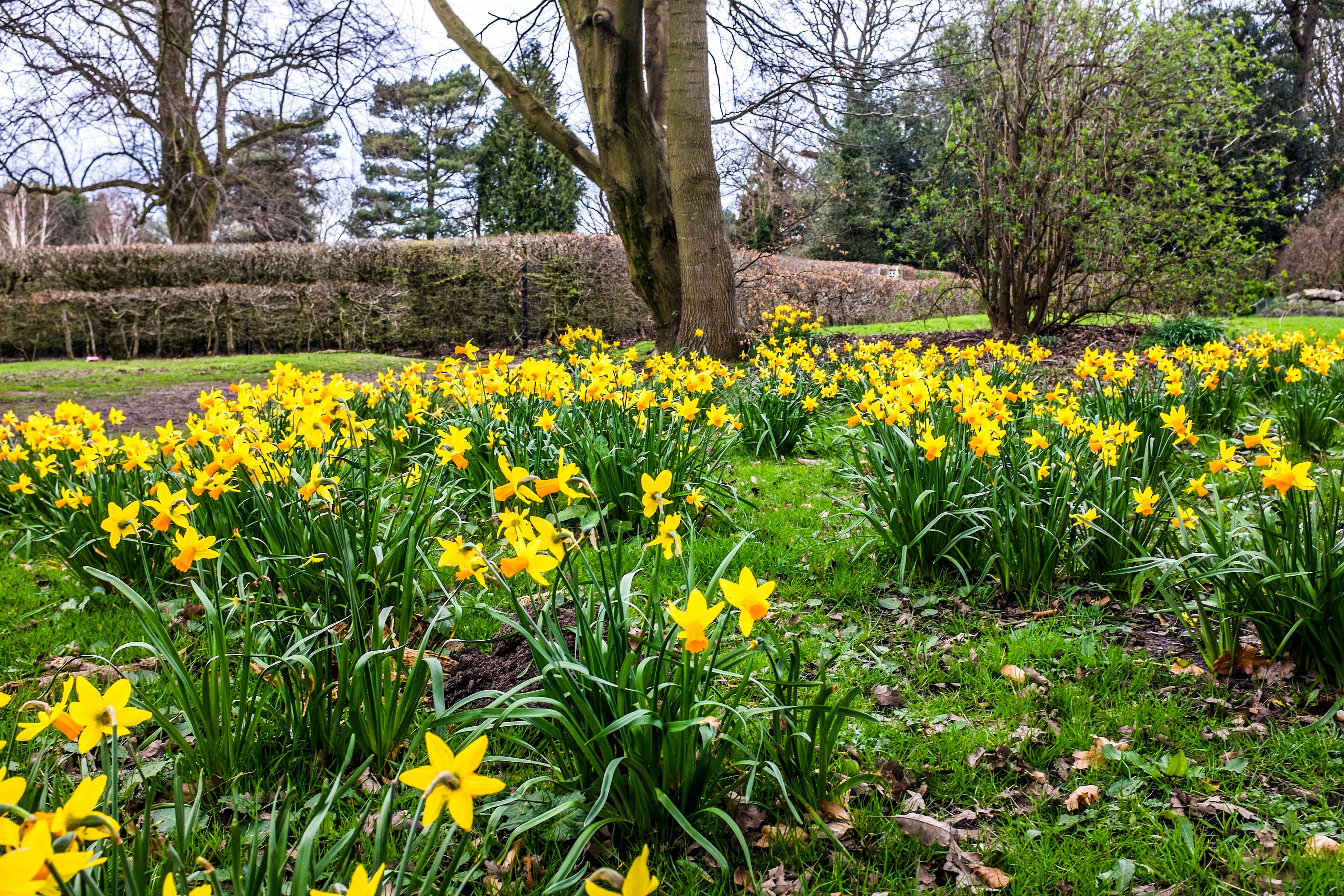 a field of yellow flowers
