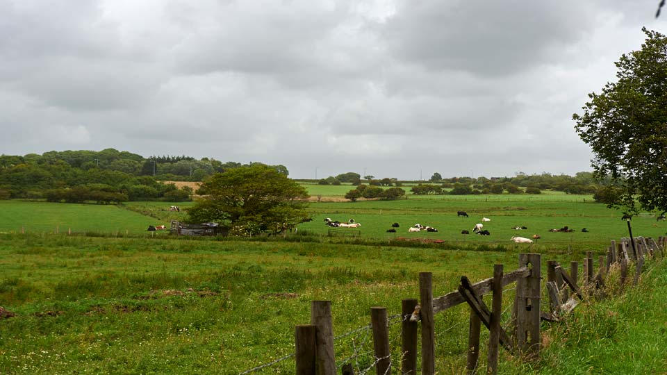 a herd of sheep in a field