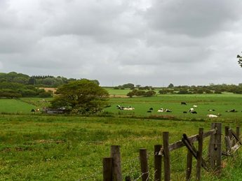 a field with cows grazing