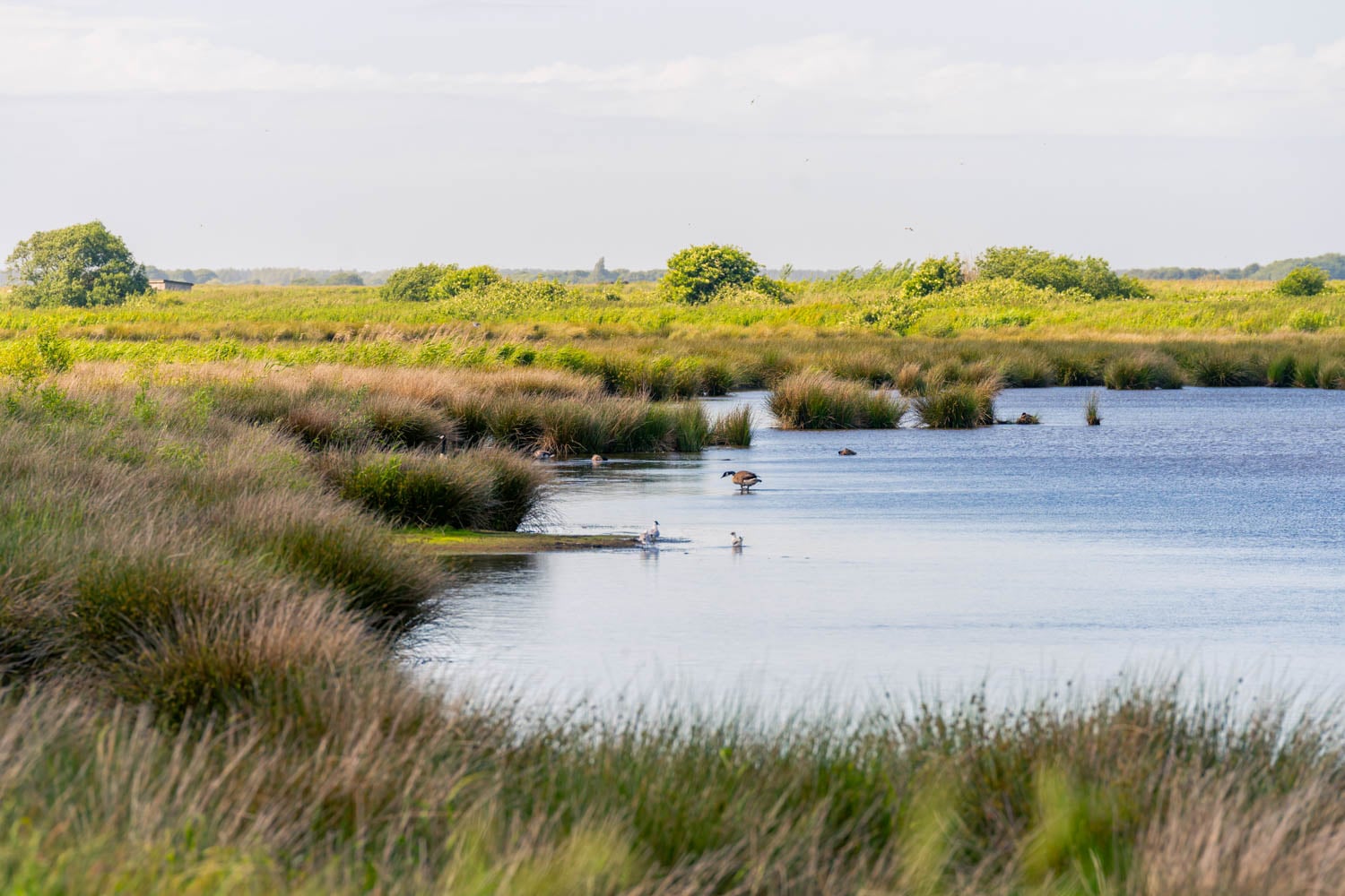 a body of water with grass and bushes around it