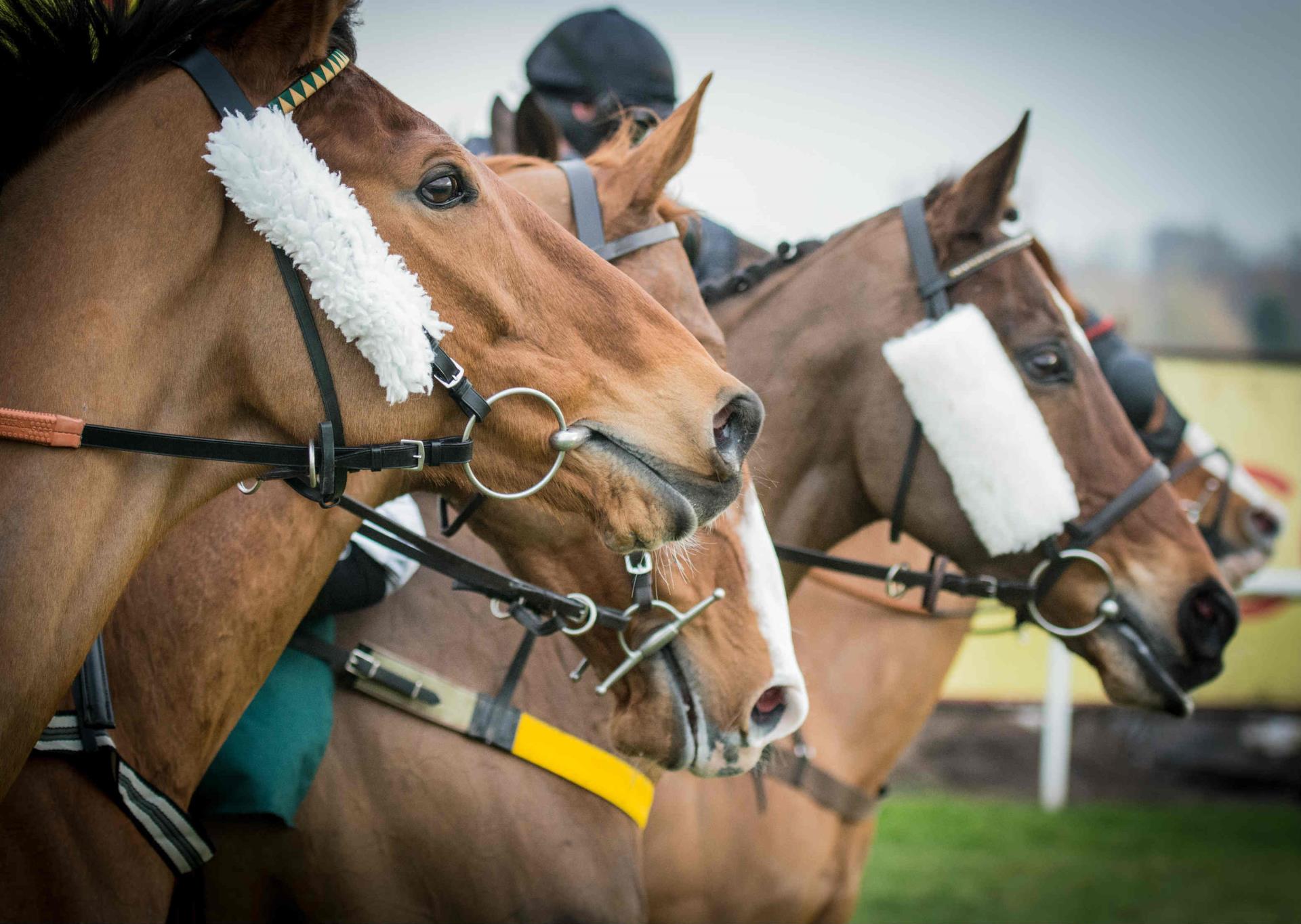 Thatcham Horse Racing