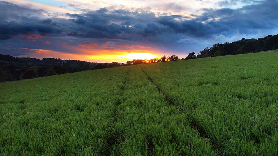 a grassy field with trees in the background