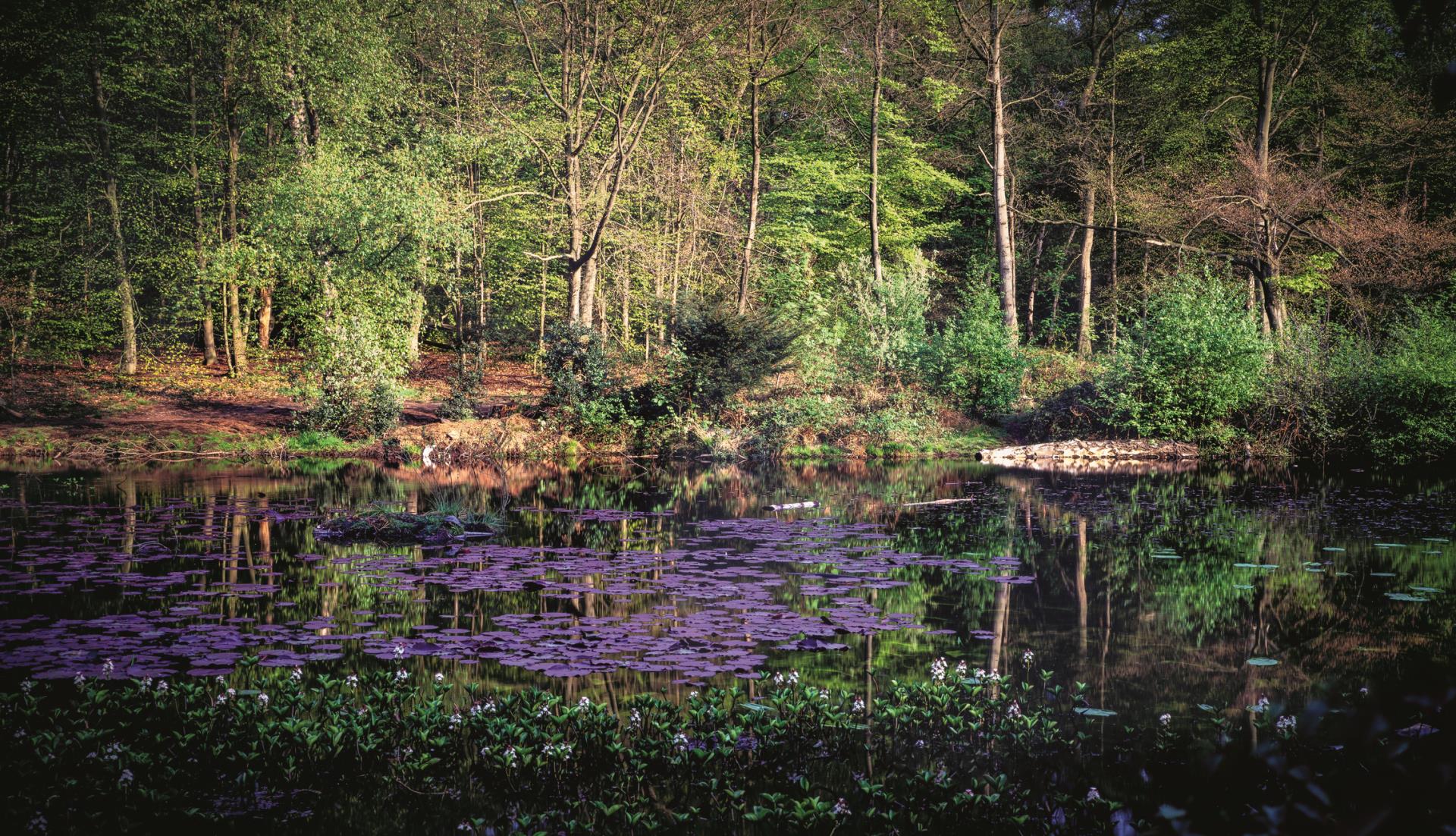 a pond surrounded by trees