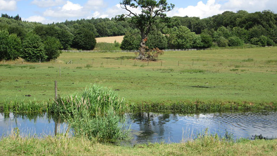 a pond in a field