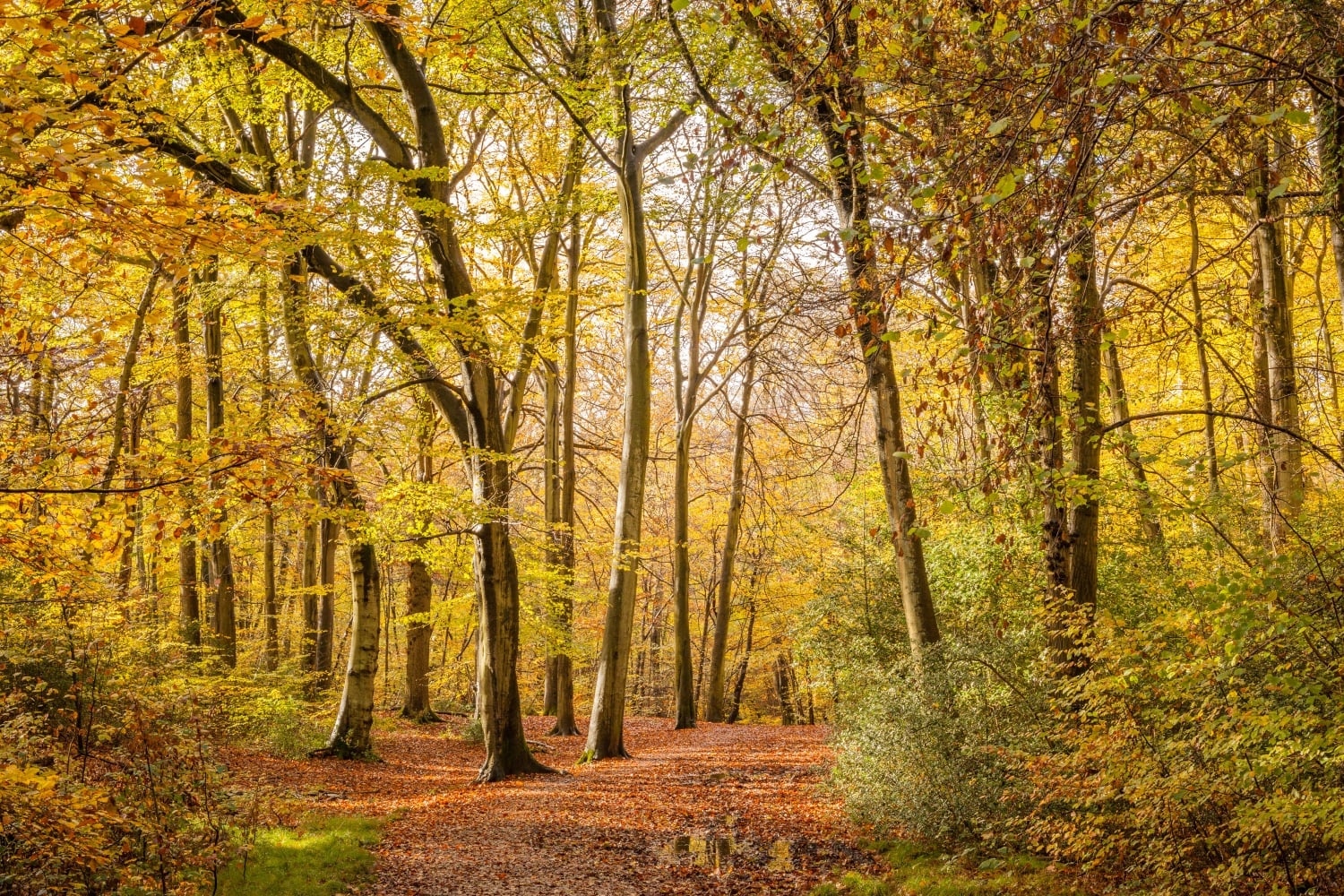 Autumnal woodlands at Burnham Beeches near Farnham Common, Buckinghamshire.