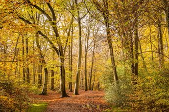 Autumnal woodlands at Burnham Beeches near Farnham Common, Buckinghamshire.