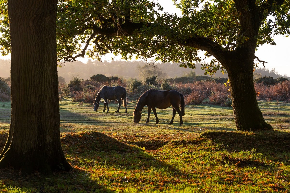 Wild horses in the New Forest in Hampshire