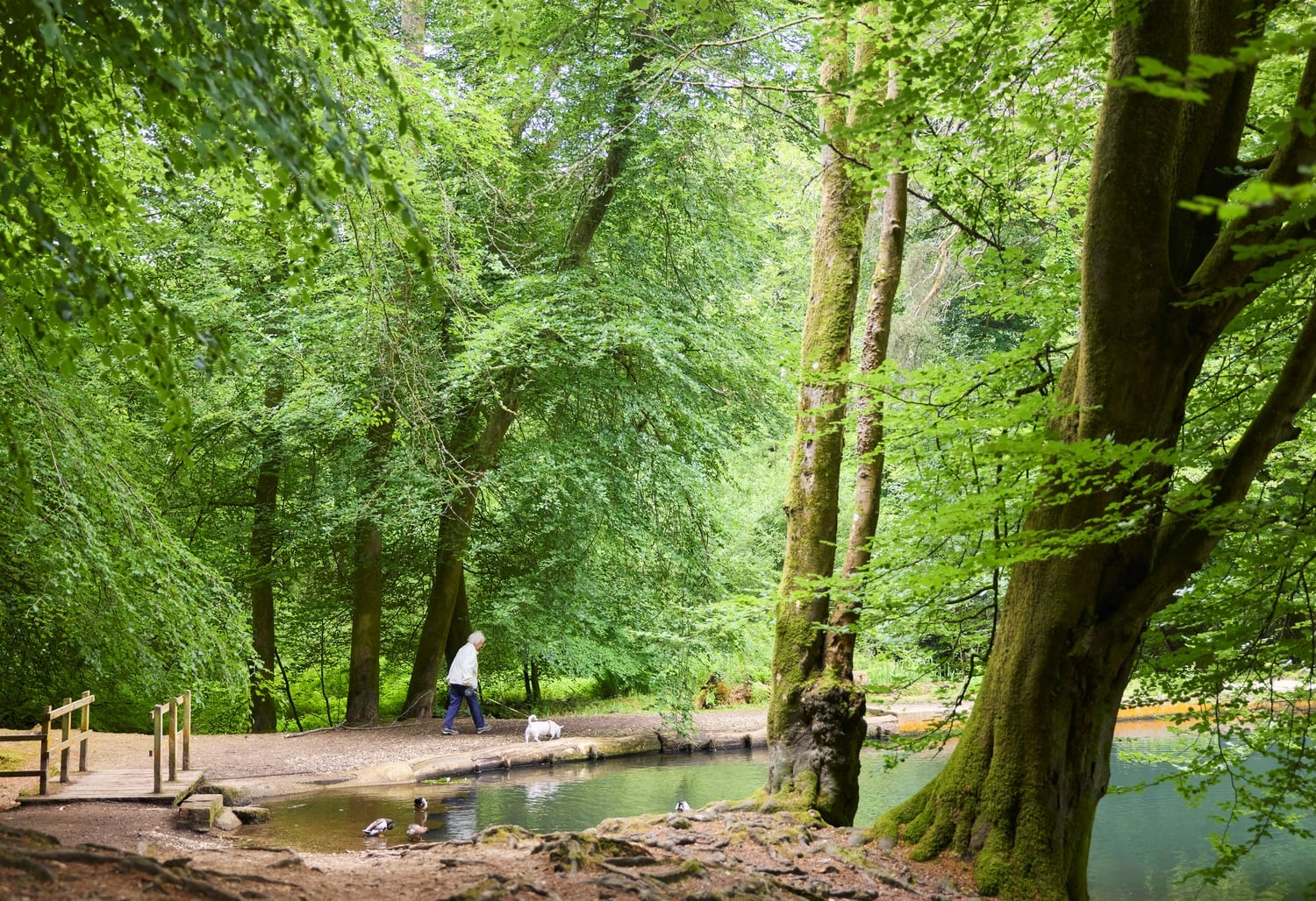 A senior woman walking her dog by a lake at Waggoner’s Wells, near Liphook.