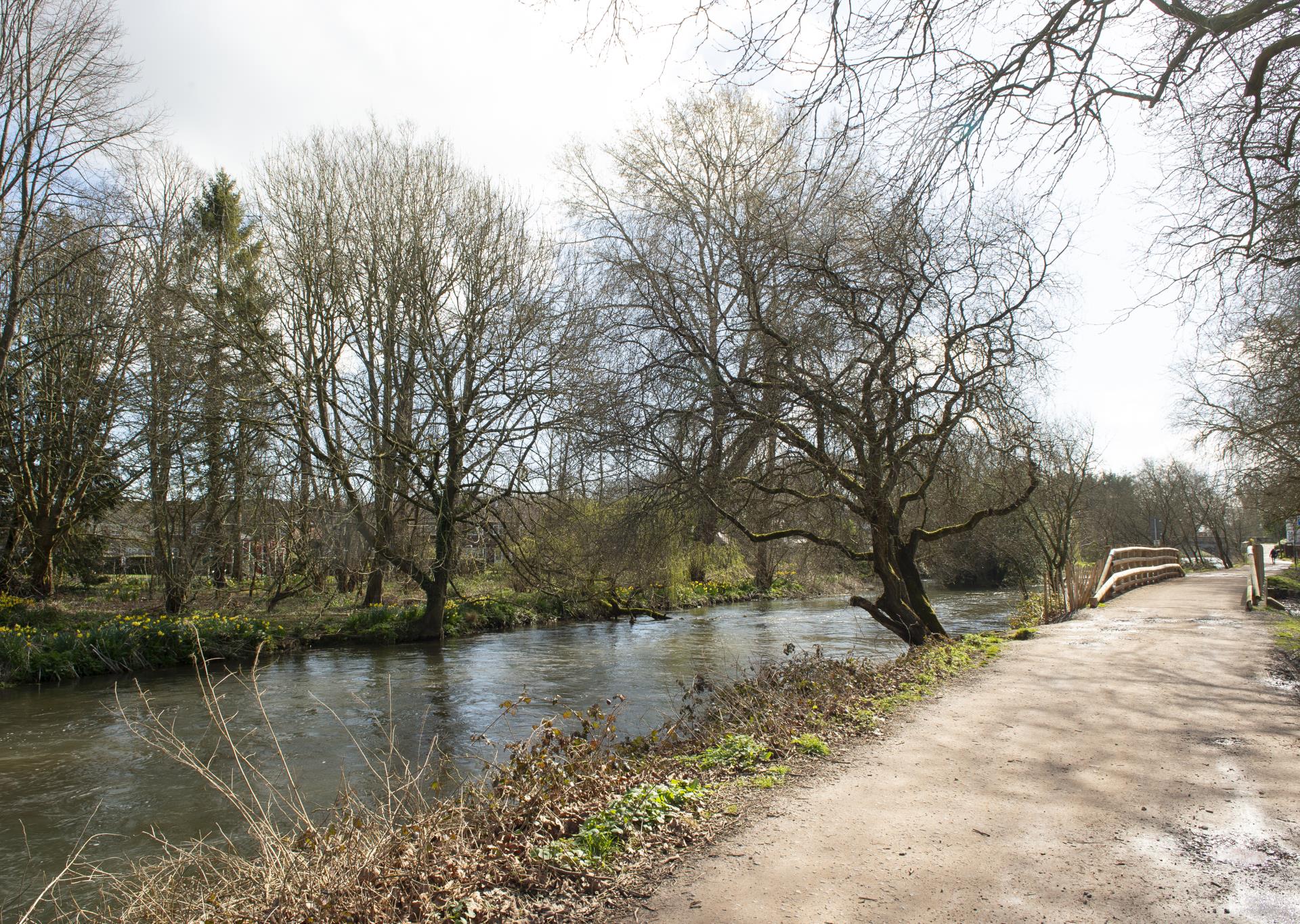 a river with trees and grass