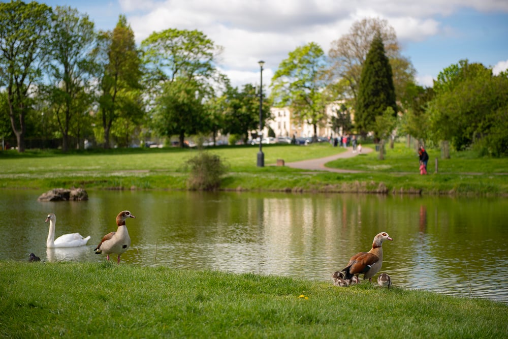 a group of geese in a pond