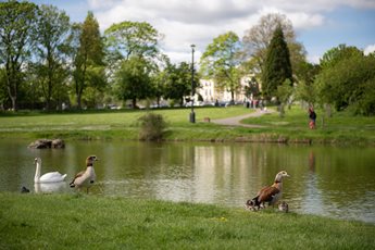 a group of geese in a pond