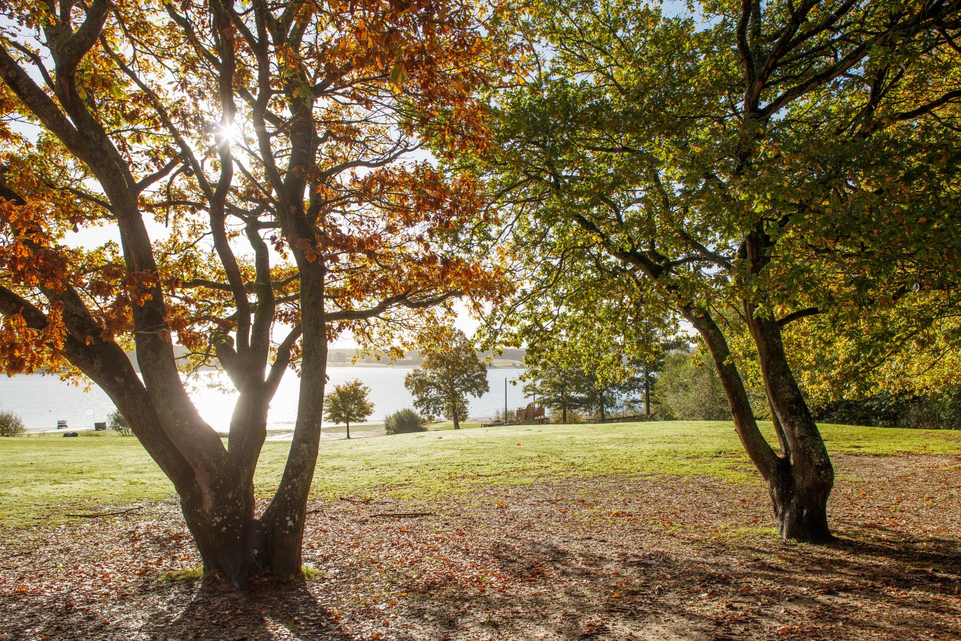 a tree in a park