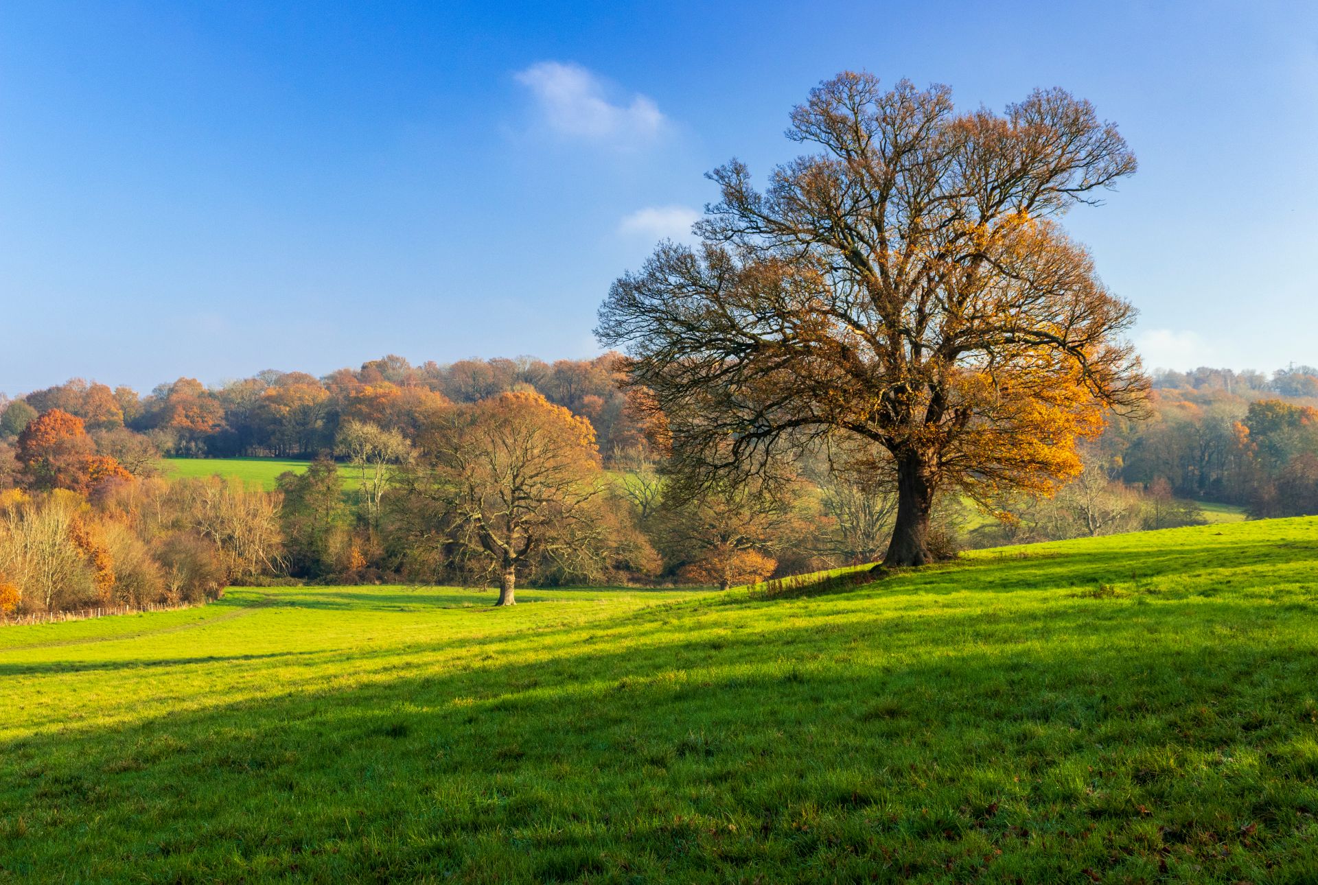a large green field with trees