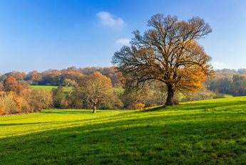a large green field with trees