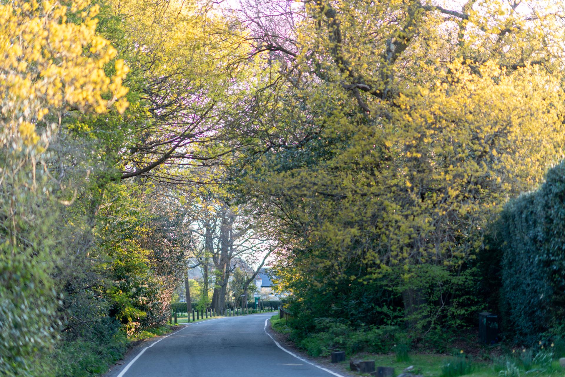 a road with trees on either side