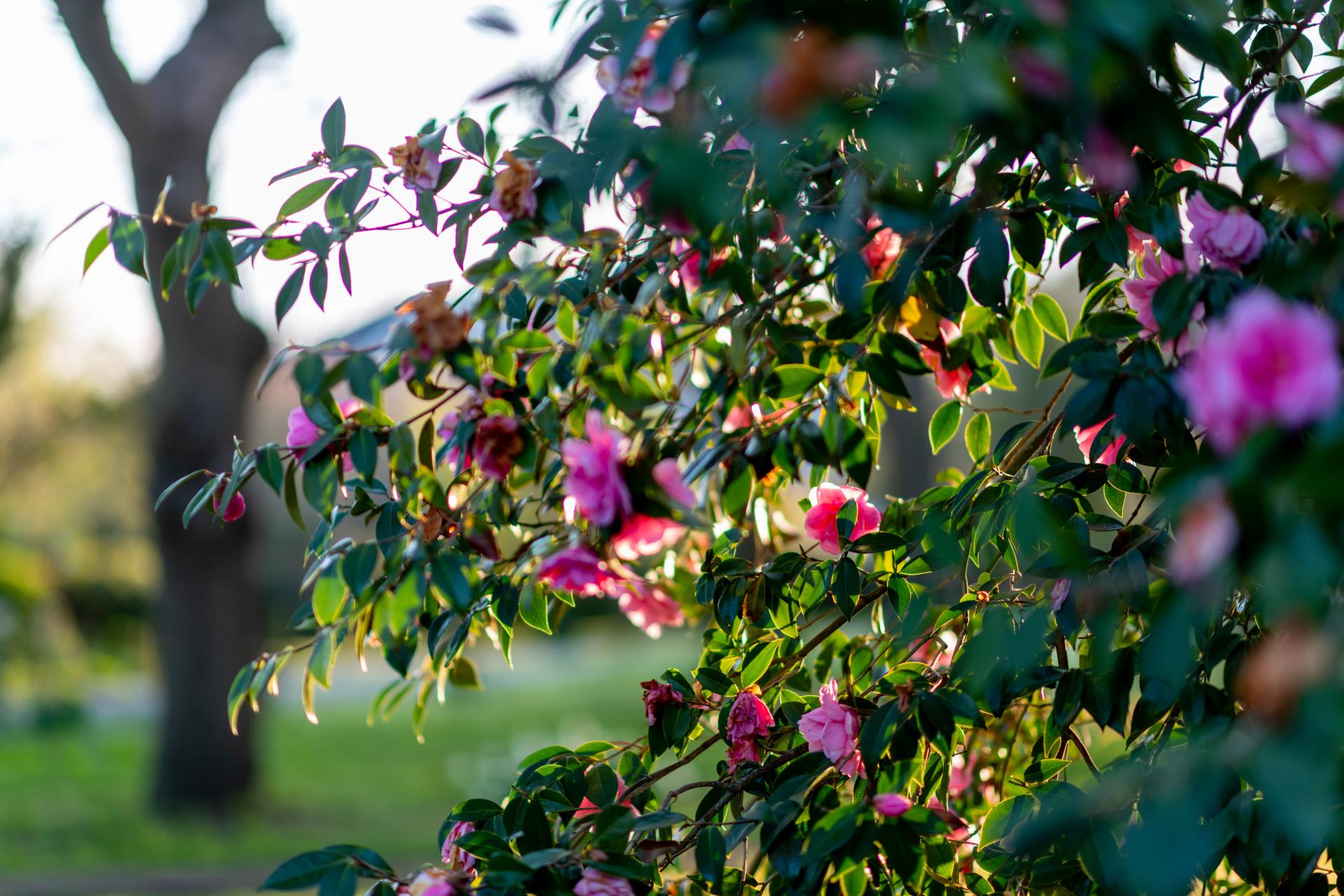 a bush with flowers