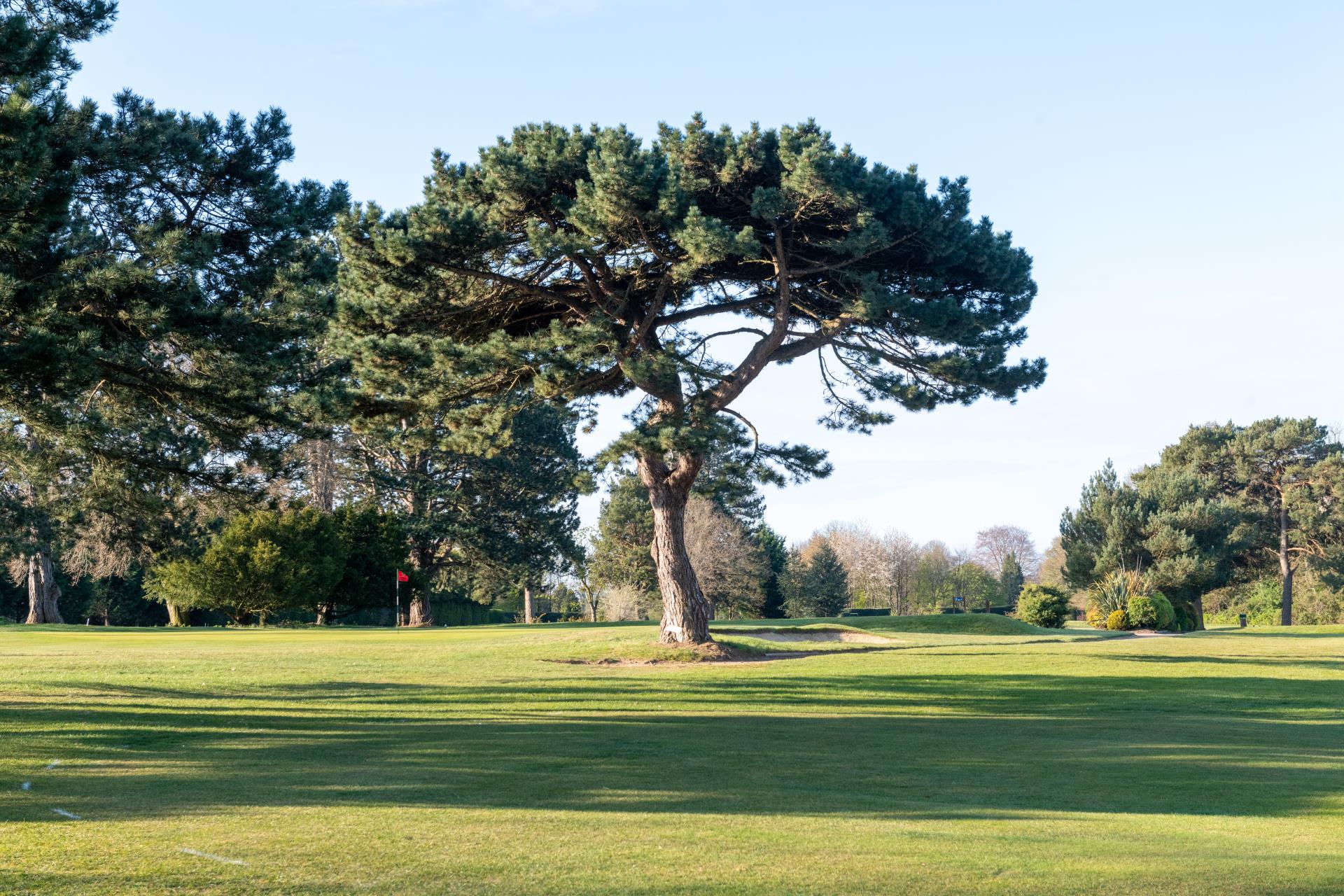 a large tree in a field