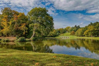 a pond surrounded by trees
