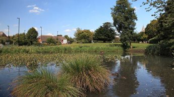 a pond with grass and trees
