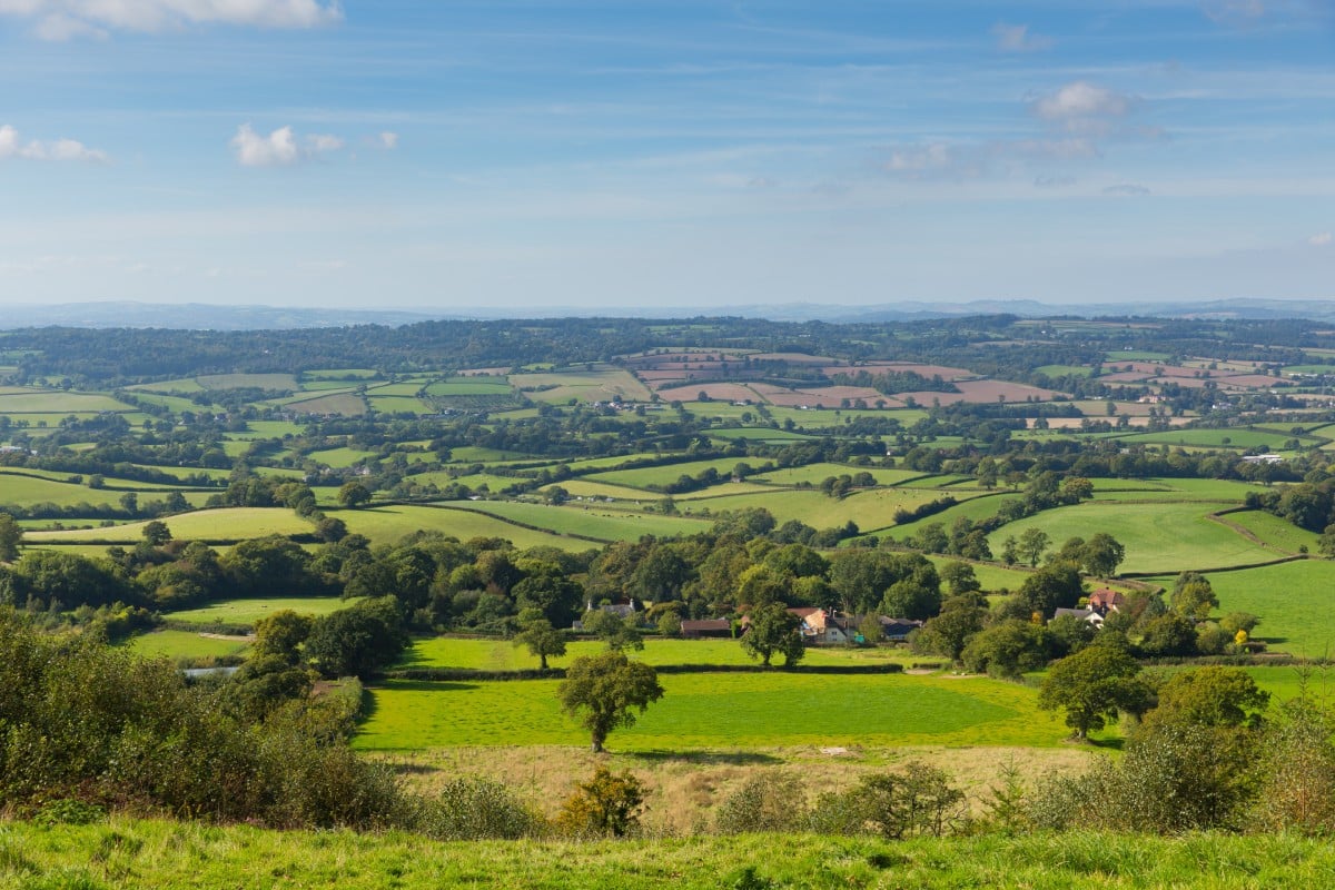 a landscape with trees and grass