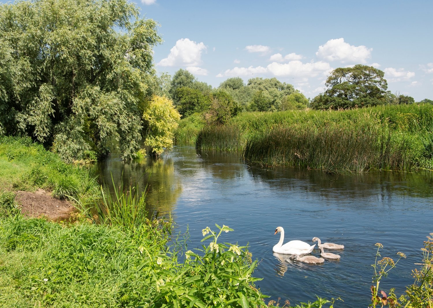 The town of Wimborne, Dorset is close to many wild-life rich riverbanks.