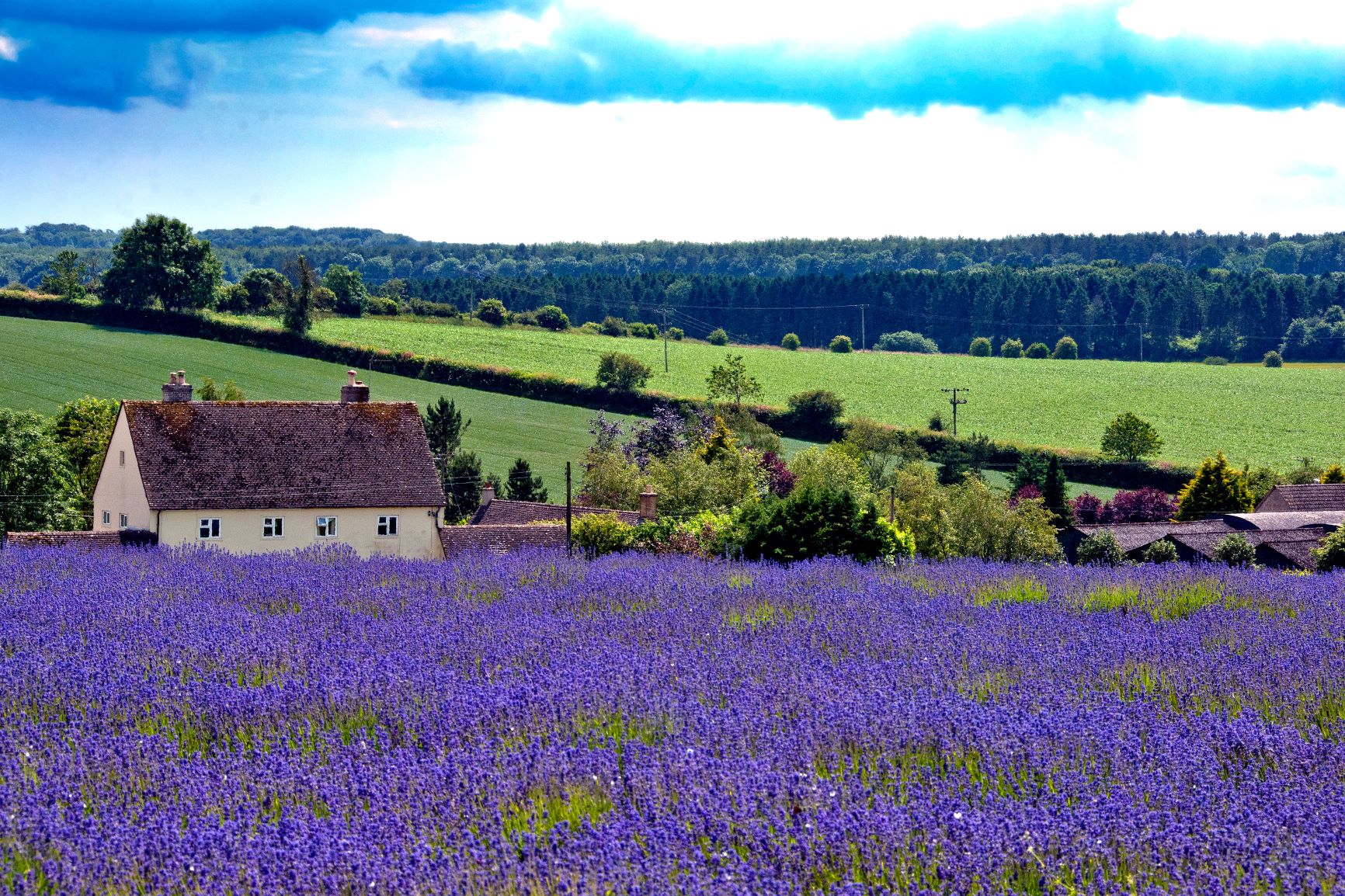 Lavender fields Cotswolds Gloucestershire