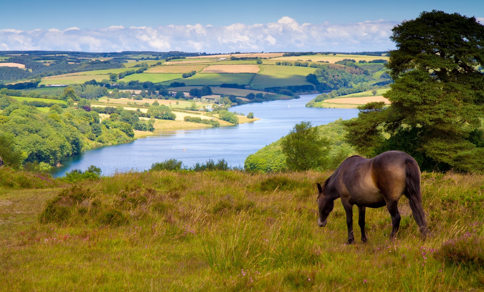 A pony grazing on a hillside overlooking Wimbleball Lake in Exmoor National Park, Somerset.