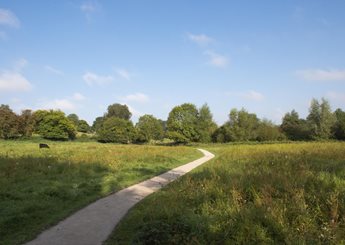 A countryside walkway at Smallbrook Meadows Nature Reserve, surrounded by grass and trees, with one black cow grazing.