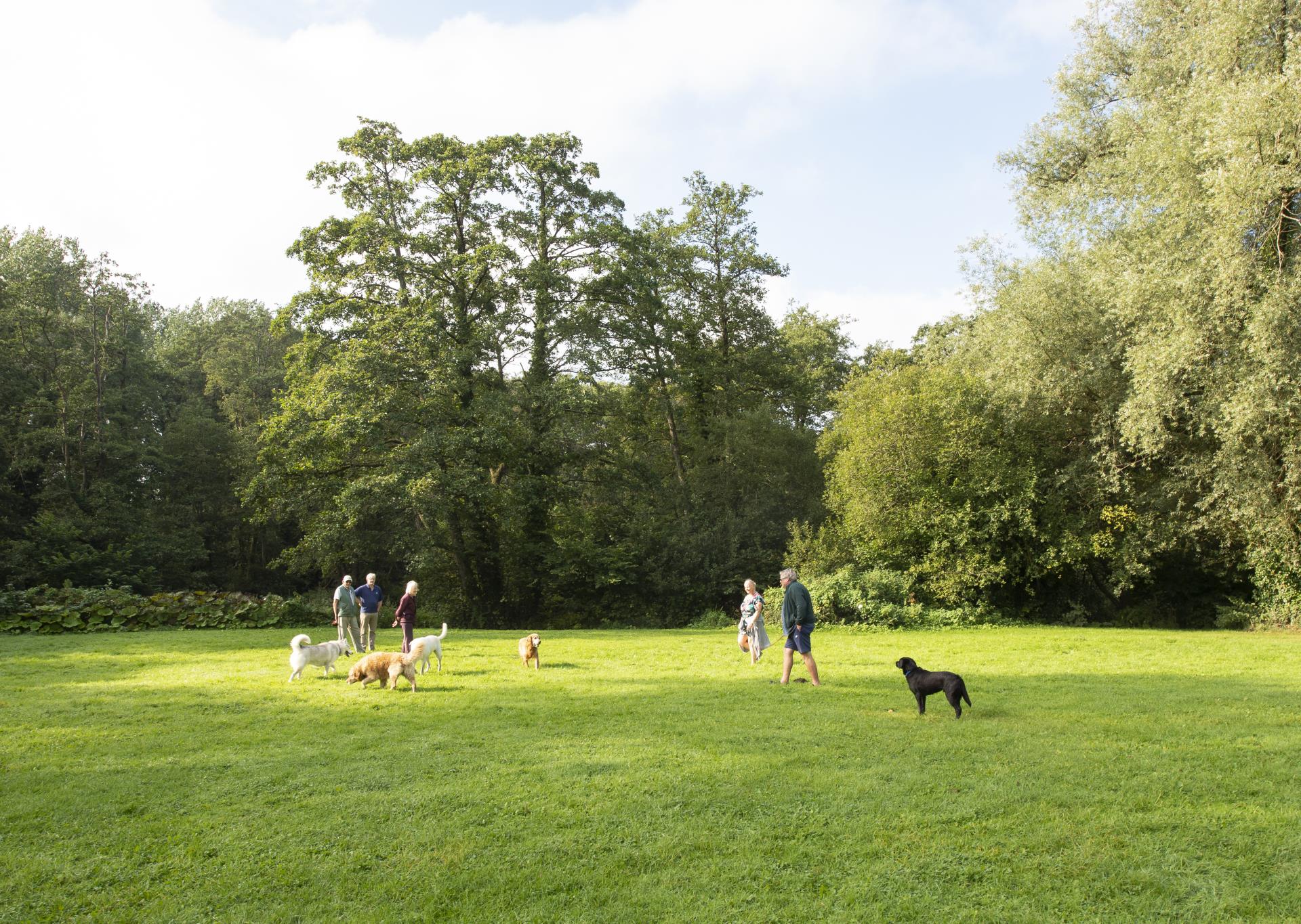 a group of people and dogs in a field
