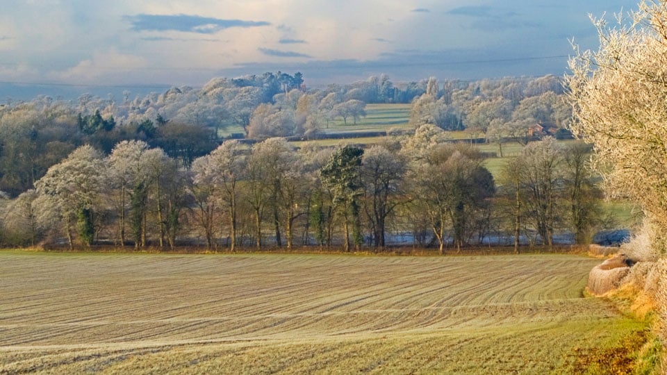 a field with trees and grass