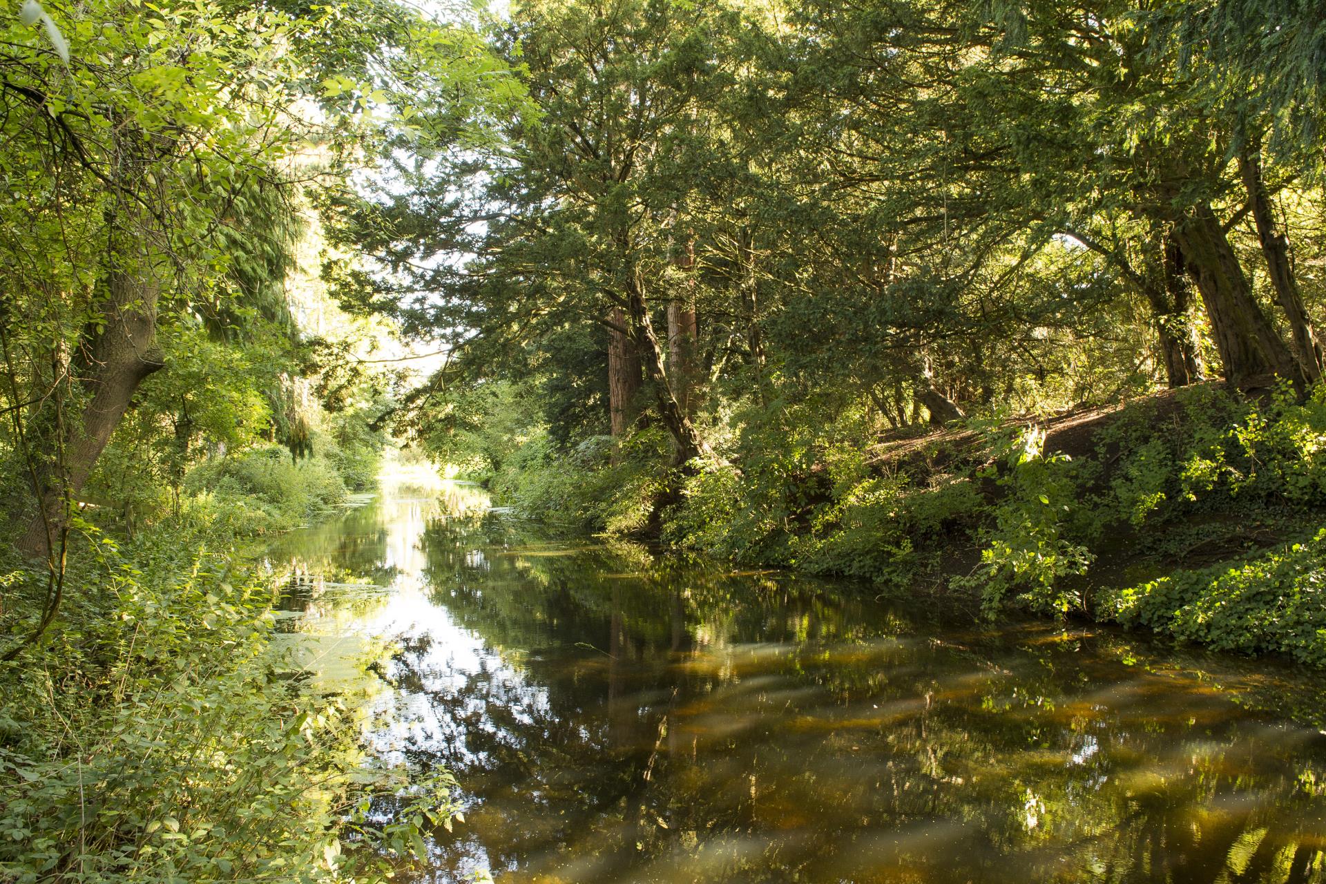 a stream in a forest