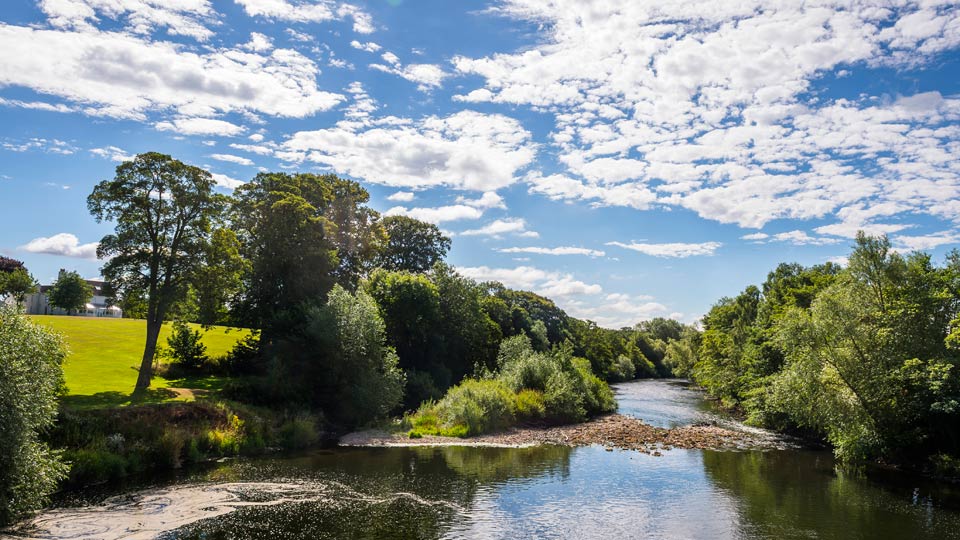 a river with trees and grass