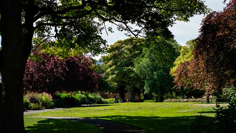 a large group of trees in a park