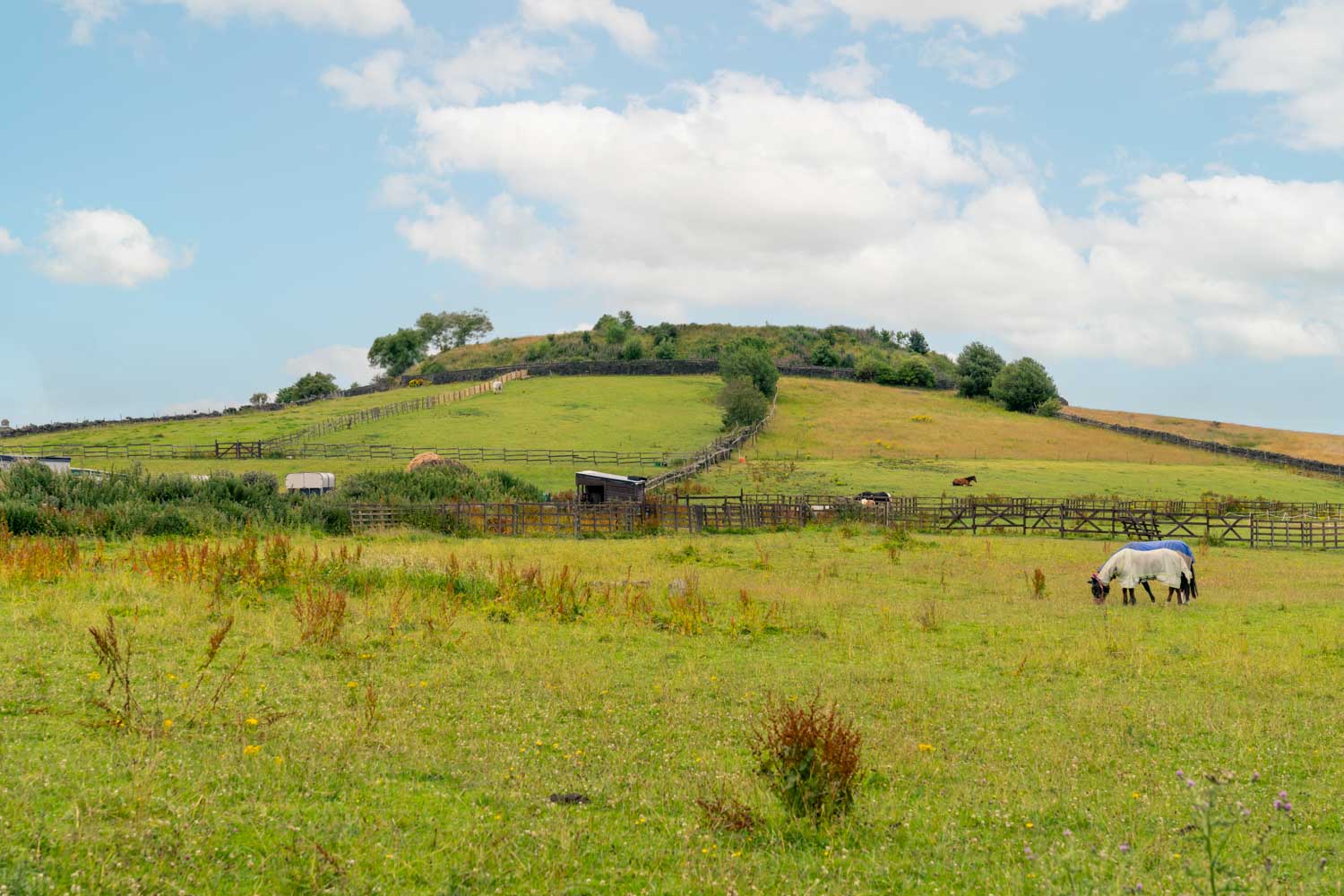 a horse in a field