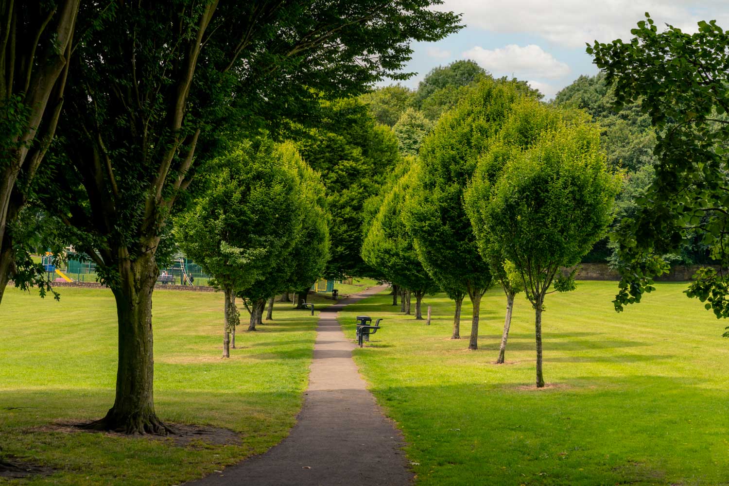 a path with trees on either side