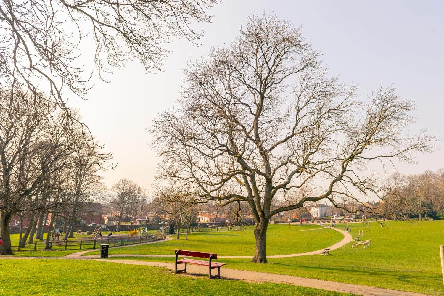 a park with benches and a tree