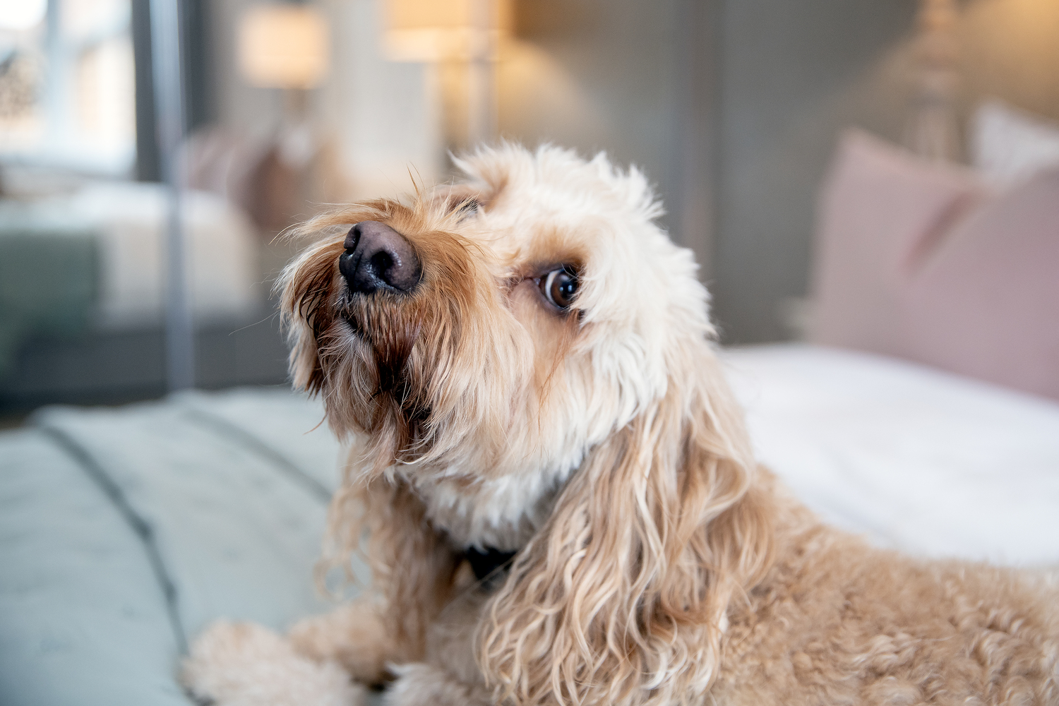 A dog sitting on a bed in a McCarthy &amp; Stone retirement living apartment. 