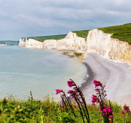a beach with a cliff and flowers