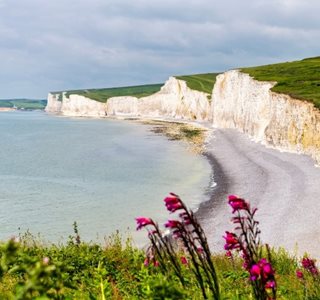 a beach with a cliff and flowers
