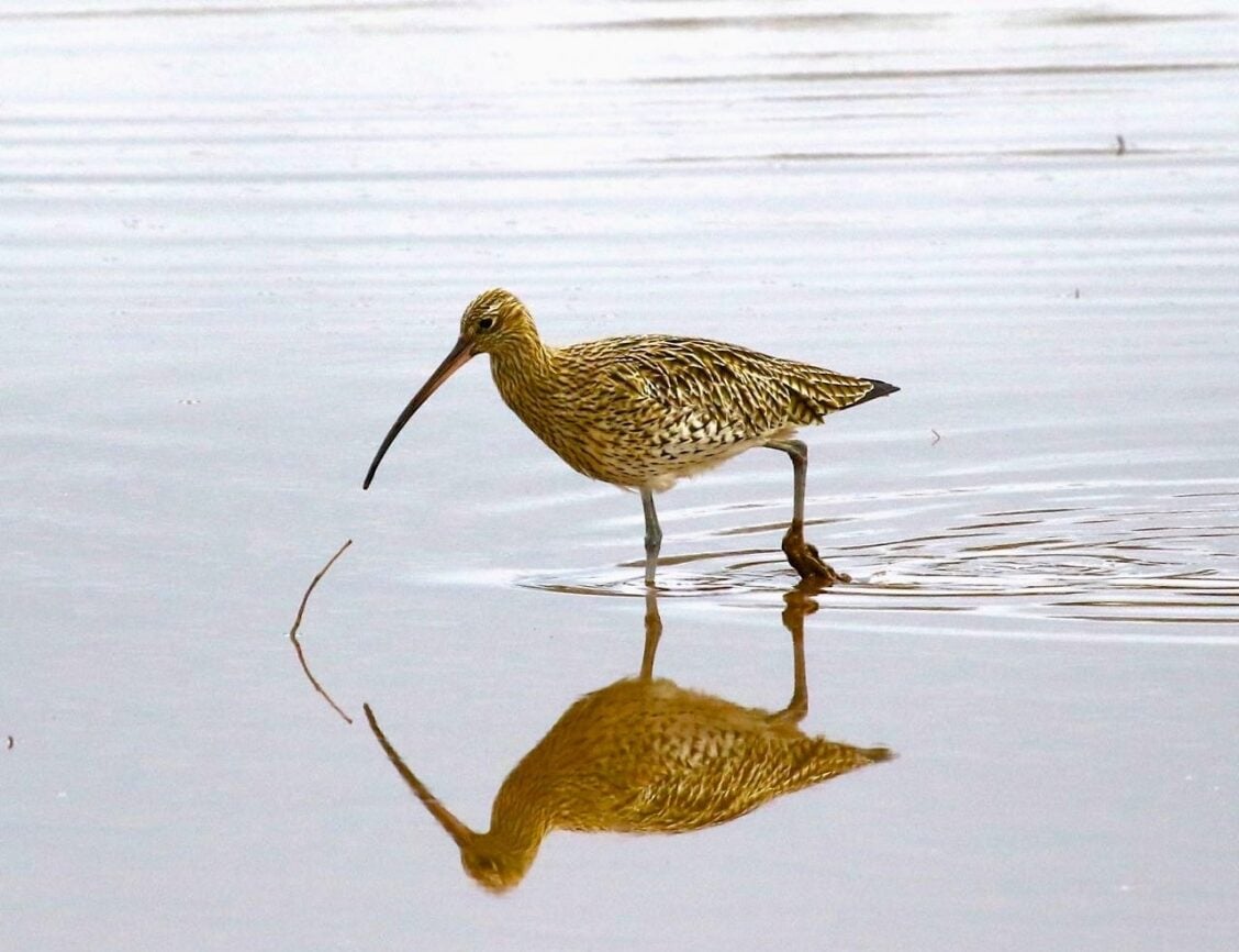 a bird standing in water