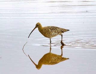 a bird standing in water